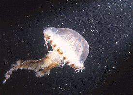 Jellyfish