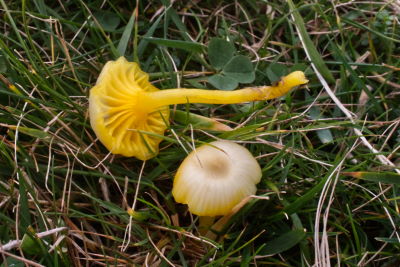 Hygrocybe vitellina