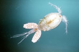 Cyclops Copepod © Oxford Scientific Films