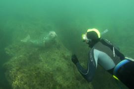 A snorkeler encounters a seal (or, is it the other way around) at Devil’s Kitchen. © Keith Hiscock A snorkeler encounters a seal (or, is it the other way around) at Devil’s Kitchen. © Keith Hiscock