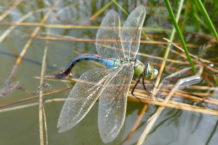 Emperor Dragonfly © M Thorne