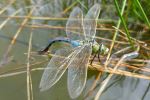 Emperor Dragonfly © M Thorne