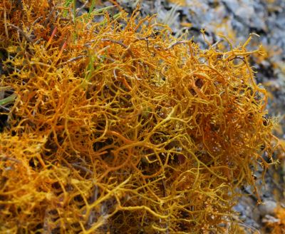 Golden Hair Lichen © Mandy Dee