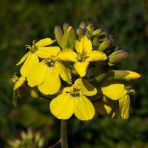 Lundy Cabbage flowerhead © Mandy Dee