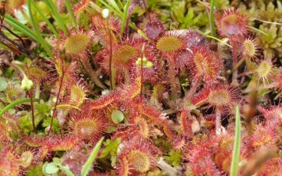Round-leaved Sundew © Andrew Cleave